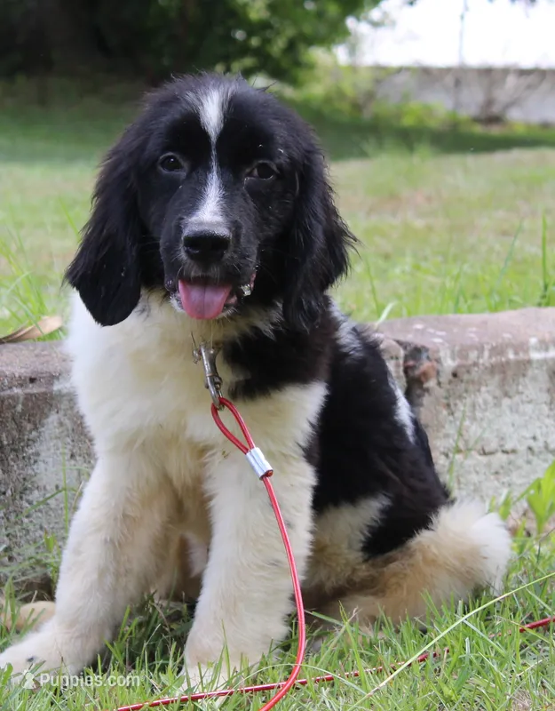 Millie – Newfoundland puppy for sale in Brundidge, AL