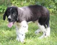 Molly, a female Newfoundland for sale in Brundidge, AL – 5 of 9