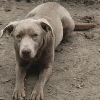 Cannoli, a male Labrador Retriever for sale in Brundidge, AL – Photo 2 of 4