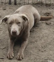 Cannoli, a male Labrador Retriever for sale in Brundidge, AL – Photo 2 of 4
