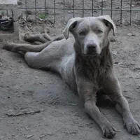 Cannoli, a male Labrador Retriever for sale in Brundidge, AL – Photo 1 of 4