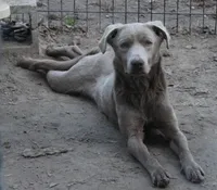 Cannoli, a male Labrador Retriever for sale in Brundidge, AL – Photo 1 of 4