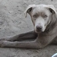 Cannoli, a male Labrador Retriever for sale in Brundidge, AL – Photo 3 of 4