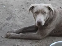 Cannoli, a male Labrador Retriever for sale in Brundidge, AL – Photo 3 of 4