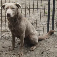 Cannoli, a male Labrador Retriever for sale in Brundidge, AL – Photo 4 of 4