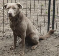 Cannoli, a male Labrador Retriever for sale in Brundidge, AL – Photo 4 of 4