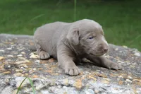 Alley, a female Labrador Retriever for sale in Brundidge, AL – 3 of 4