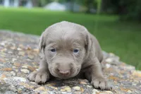 Alley, a female Labrador Retriever for sale in Brundidge, AL – 4 of 4