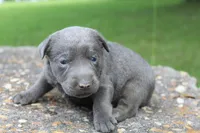 Axel, a male Labrador Retriever for sale in Brundidge, AL – 2 of 4