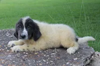Kleo, a female Newfoundland for sale in Brundidge, AL – 4 of 5