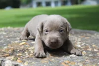 Brody, a male Labrador Retriever for sale in Brundidge, AL – 3 of 4