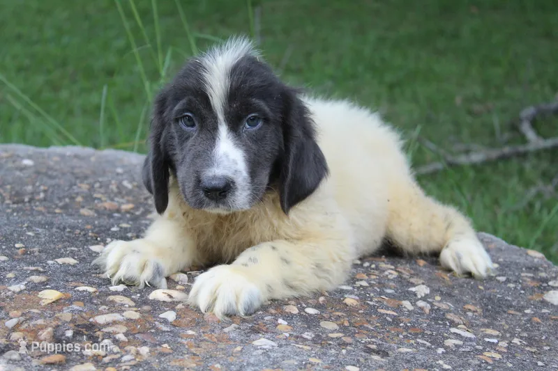 Kleo – Newfoundland puppy for sale in Brundidge, AL
