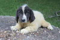 Kleo, a female Newfoundland for sale in Brundidge, AL – 1 of 5
