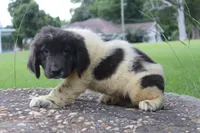 Kona, a female Newfoundland for sale in Brundidge, AL – 2 of 5