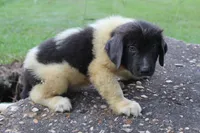 Kane, a male Newfoundland for sale in Brundidge, AL – 2 of 5