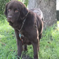 Hazel, a female Newfoundland for sale in Brundidge, AL – 1 of 3