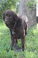Hazel, a female Newfoundland for sale in Brundidge, AL – Photo 1 of 3