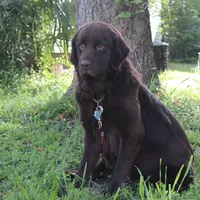 Hazel, a female Newfoundland for sale in Brundidge, AL – 3 of 3