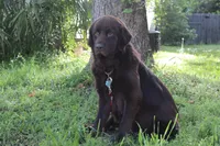 Hazel, a female Newfoundland for sale in Brundidge, AL – Photo 3 of 3