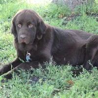 Hazel, a female Newfoundland for sale in Brundidge, AL – 2 of 3