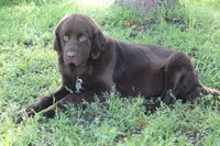 Hazel, a female Newfoundland for sale in Brundidge, AL – Photo 2 of 3