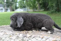 Kettle, a female Newfoundland for sale in Brundidge, AL – 3 of 4
