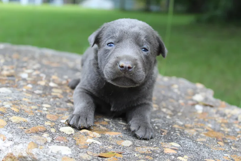 Axel – Labrador Retriever puppy for sale in Brundidge, AL