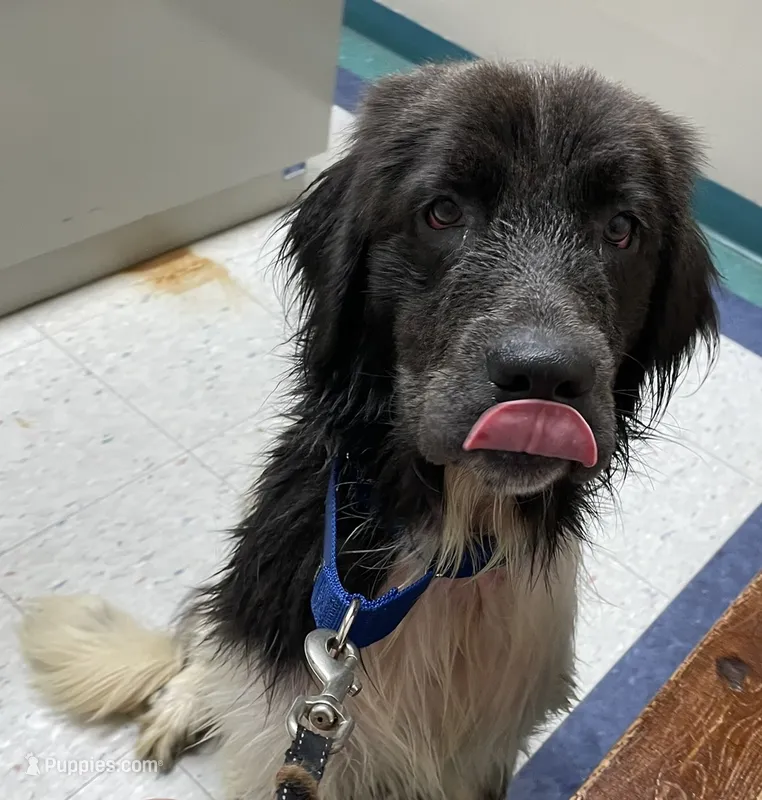 Sweet Pea – Newfoundland puppy for sale in Brundidge, AL