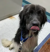 Sweet Pea, a female Newfoundland for sale in Brundidge, AL – 1 of 4