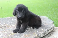 Kali, a female Newfoundland for sale in Brundidge, AL – 2 of 4