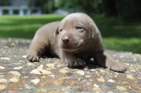 Bliss, a female Labrador Retriever for sale in Brundidge, AL – 6 of 6