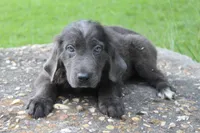 Kettle, a female Newfoundland for sale in Brundidge, AL – 2 of 4