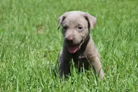 Brody, a male Labrador Retriever for sale in Brundidge, AL – 2 of 7