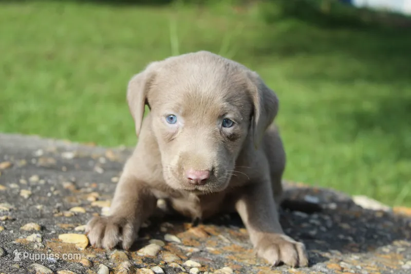 Alley – Labrador Retriever puppy for sale in Brundidge, AL