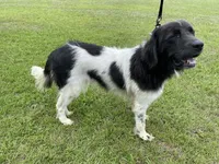 Sweet Pea, a female Newfoundland for sale in Brundidge, AL – 3 of 4