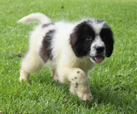 Bruce, a male Newfoundland for sale in Brundidge, AL – 1 of 8