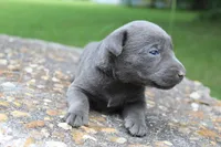 Axel, a male Labrador Retriever for sale in Brundidge, AL – 3 of 4
