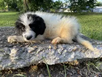 Bruce, a male Newfoundland for sale in Brundidge, AL – 3 of 8