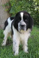 Bruce, a male Newfoundland for sale in Brundidge, AL – 5 of 8