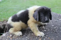 Kane, a male Newfoundland for sale in Brundidge, AL – 5 of 5