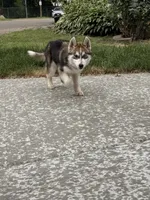 Phoenix , a male Siberian Husky for sale in Mankato, MN – 5 of 7