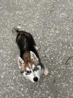 Phoenix , a male Siberian Husky for sale in Mankato, MN – 4 of 7