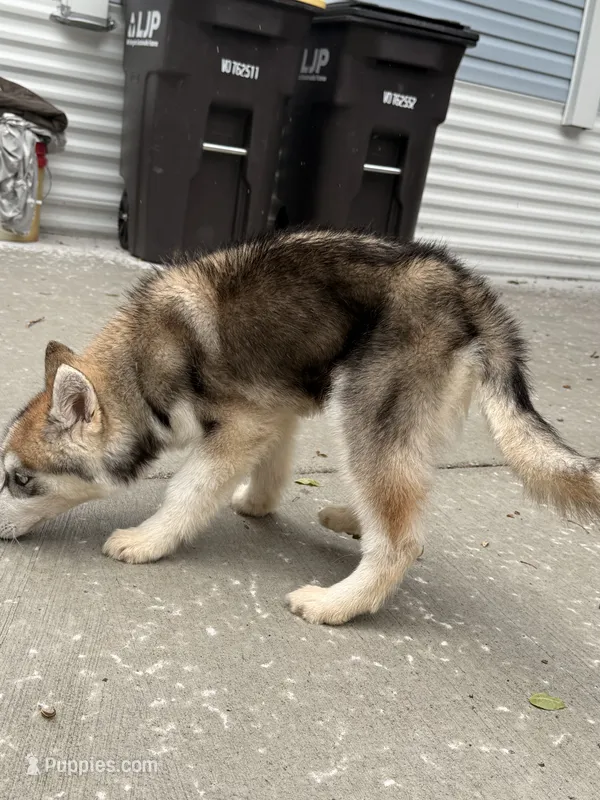 Phoenix  – Siberian Husky puppy for sale in Mankato, MN