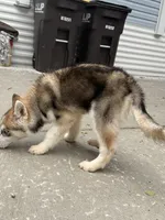 Phoenix , a male Siberian Husky for sale in Mankato, MN – 1 of 7