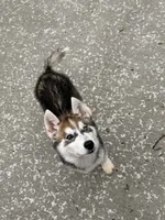 Phoenix , a male Siberian Husky for sale in Mankato, MN – 3 of 7