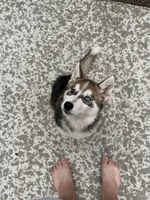 Phoenix , a male Siberian Husky for sale in Mankato, MN – 2 of 7