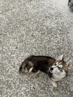 Phoenix , a male Siberian Husky for sale in Mankato, MN – 6 of 7