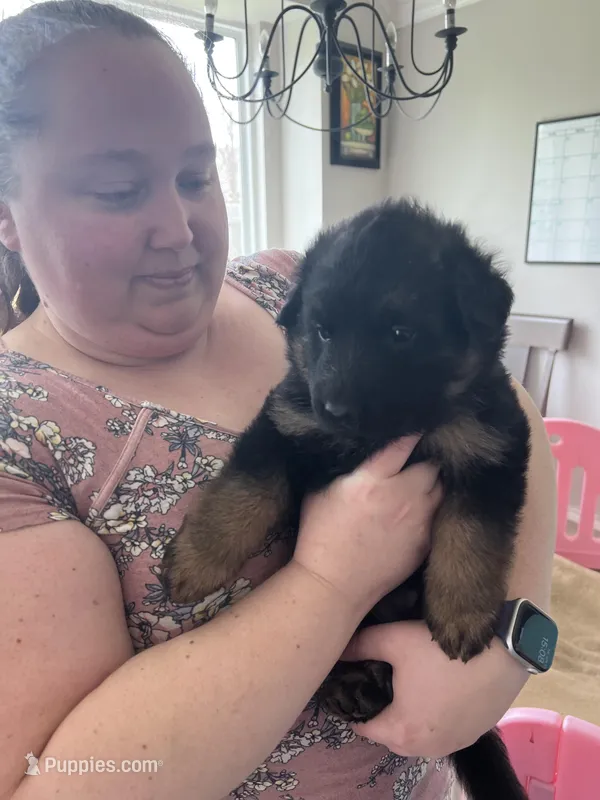AKC Long Hair Blk/Red German Shepherd – German Shepherd Dog puppy for sale in Denton, TX