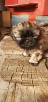 Brownie, a male Shih Tzu for sale in Grant City, MO – Photo 5 of 10