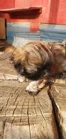 Brownie, a male Shih Tzu for sale in Grant City, MO – Photo 6 of 10